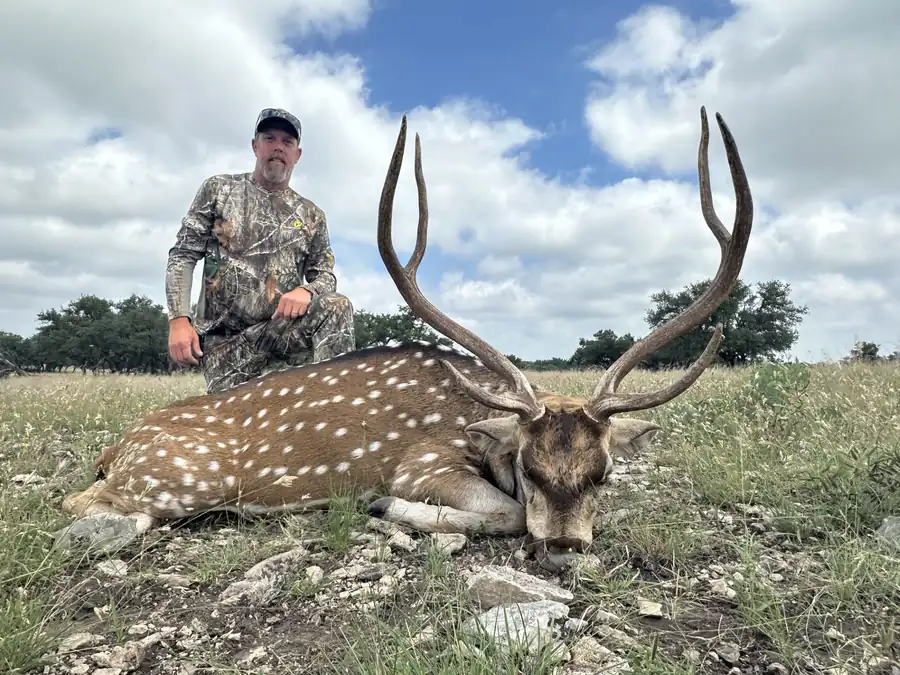 Texas free-range axis hunt photo