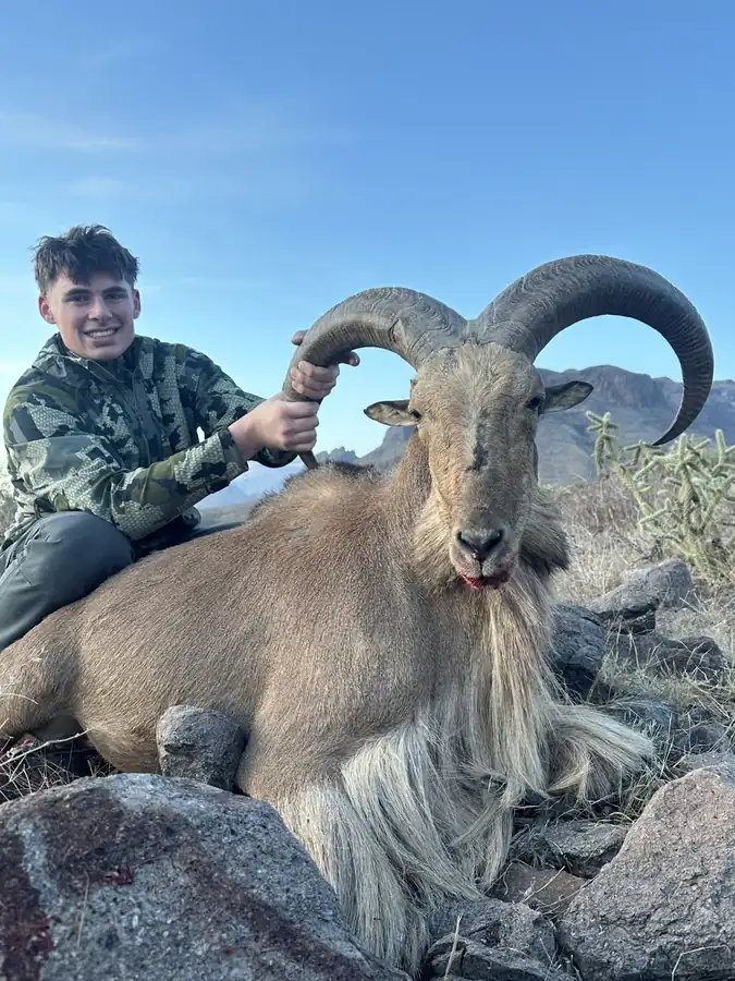 West Texas Aoudad photo