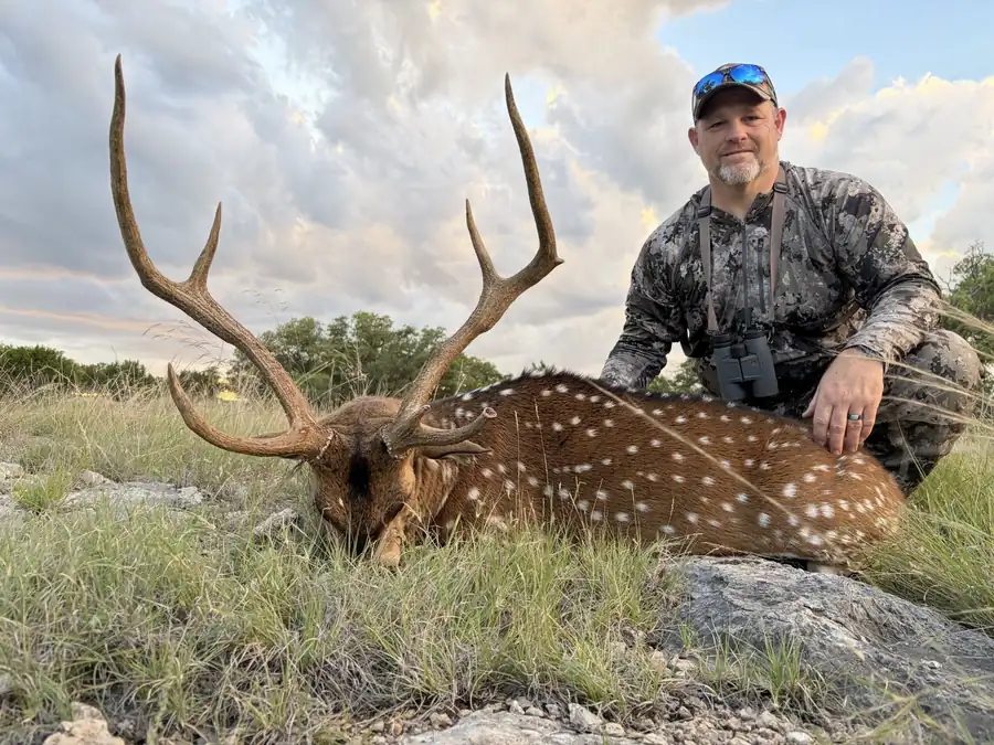 Texas free-range axis hunt photo