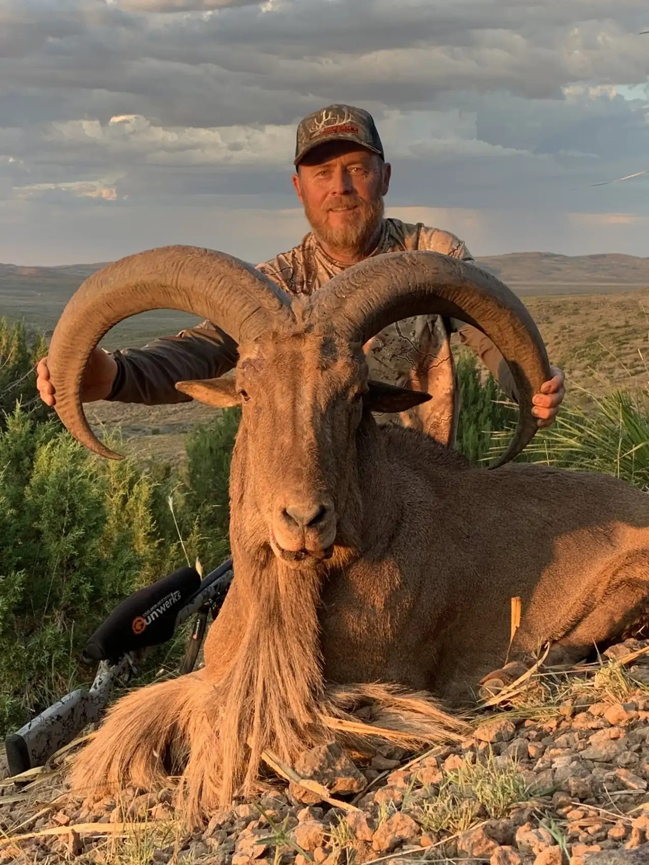 West Texas Aoudad